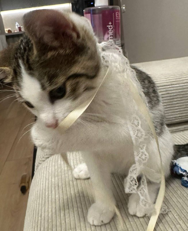 Котёнок в добрые руки 5