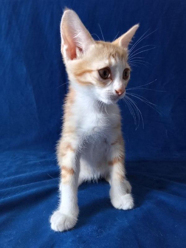 Два рыжих котенка Лучик и Бенечка 2