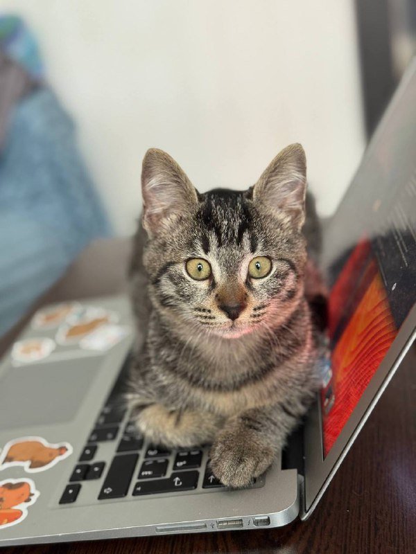 Котенок Кузя в хорошие руки 3