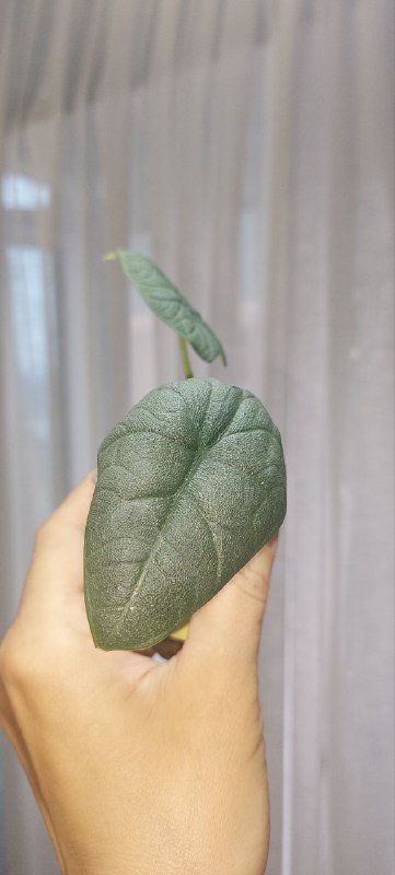 Комнатные растения 9