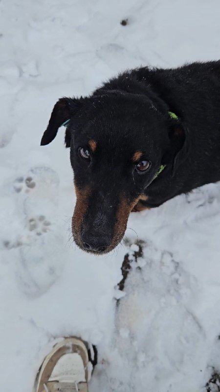 Мальчик ягдтерьер для передержки или дома