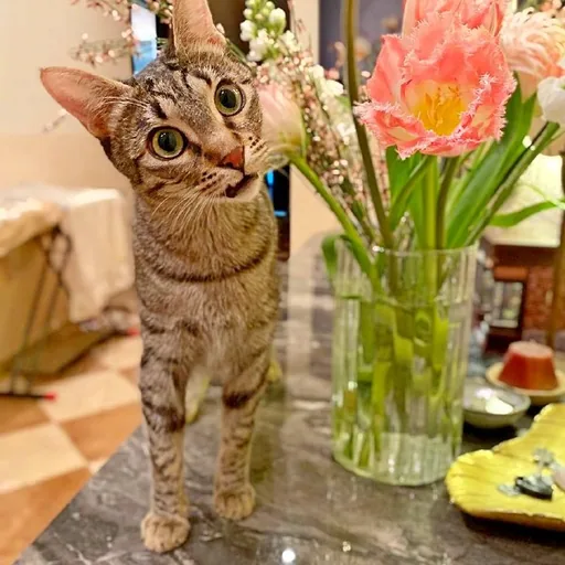 Кошка Альфа