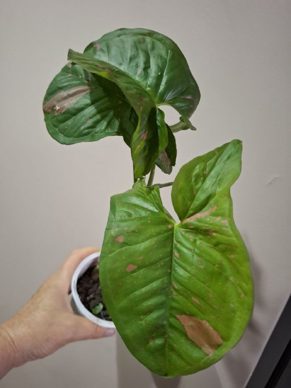 Минимонстера косая, большая монстера, маранта, суккуленты, бегония, сингониумы, папоротник 9