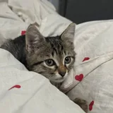 Котята 6