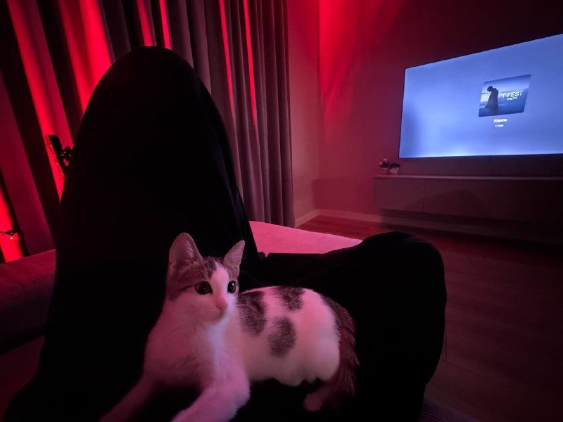 Котёнок в добрые руки 2