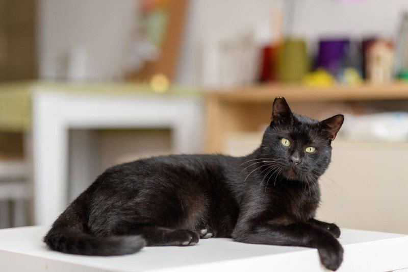 Кот Салем для усыновления