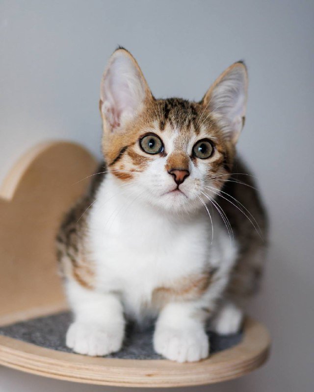 Котёнок Венечка для дома 6