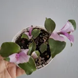 Комнатные растения, суккуленты, калатея, традесканция, хлорофитум 10