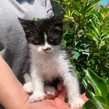 Котенок 4