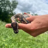 Royal python 4