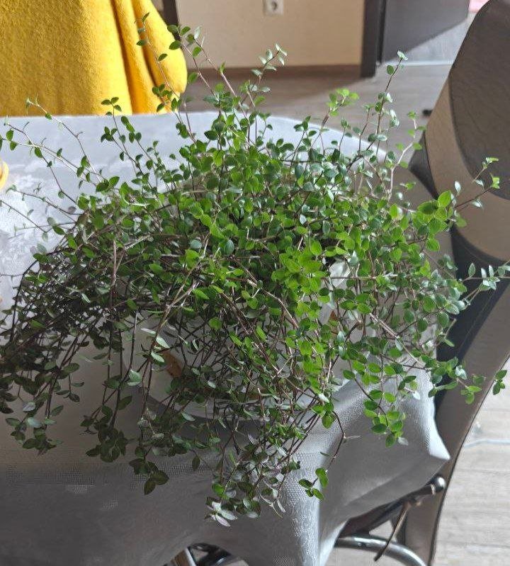 Каллизия ползучая, Пеперомия, Декабрист, Толстянка, Очиток краснокрашеный большой, Очиток маленький