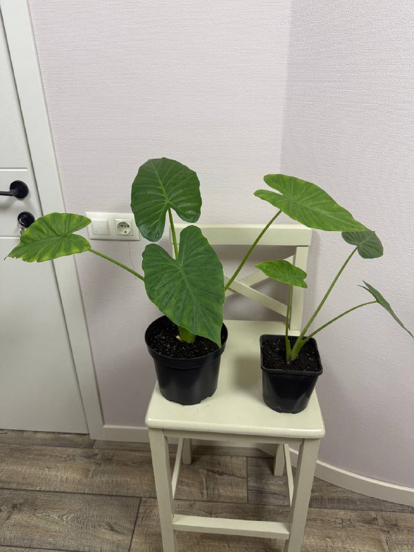 Эпипремнум и Алоказия комнатные растения 2