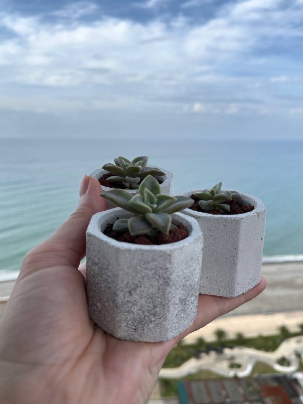 Суккуленты малыши в бетонных горшочках