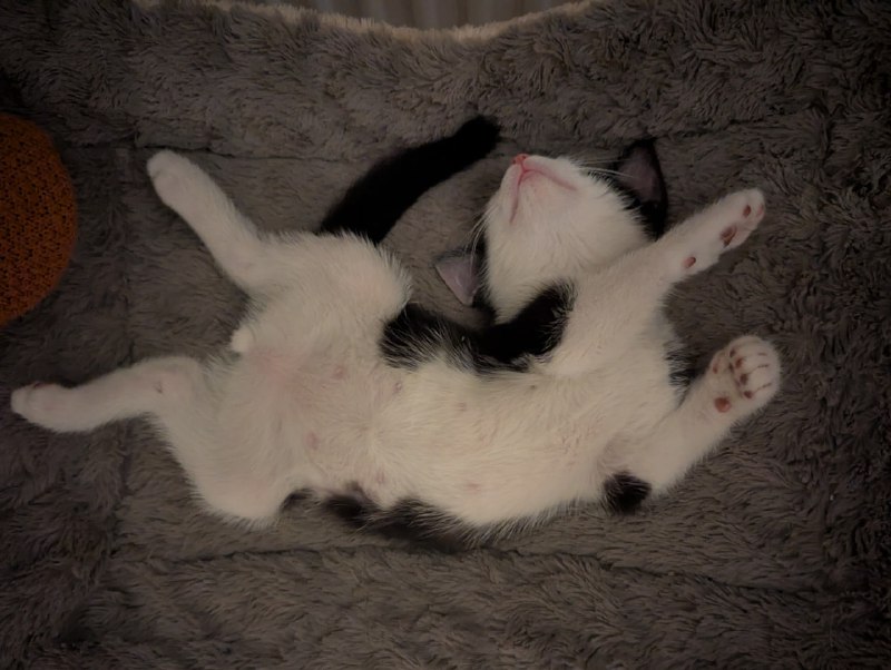 Котёнок мальчик 3 месяца, в добрые руки 3