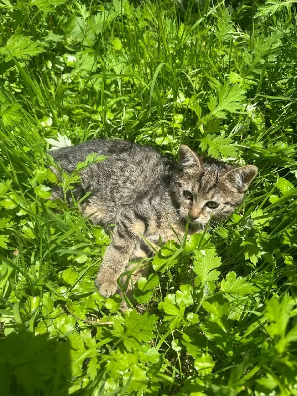 Котята, кошка 1