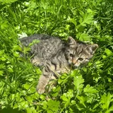 Котята, кошка 1