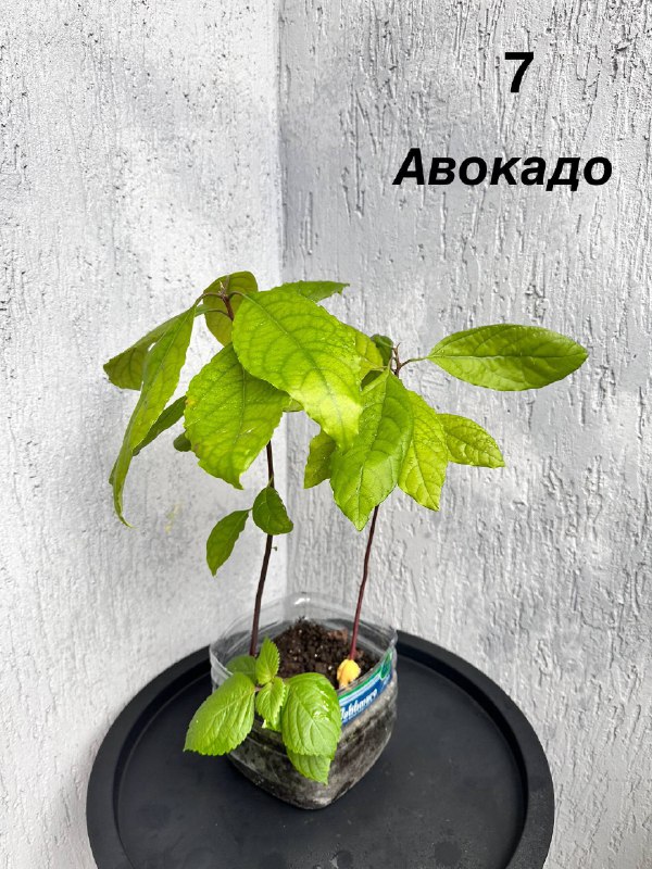 Традесканция зебрина, кофе арабика, цитрусы, авокадо, пуансеттия, азалия розовая, мини-хризантемы 5