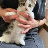 Котенок 2