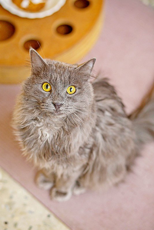 Коты Шафран и Доминик ищут передержку бесплатно 4