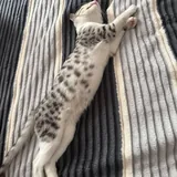 Котенок Лео 4