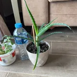 Комнатные цветы, алоэ, суккулент 2