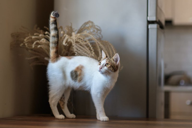 Кошечка Эльза для домашнего питомца 5