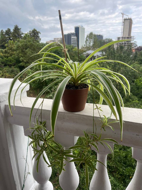 Пиджак бежевый, пиджак чёрный, платье, кофты, спортивные шорты, халат 8