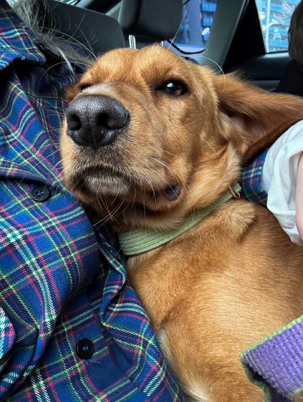 Бейли, щенок-друг ищет дом