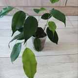 Фикусы 2