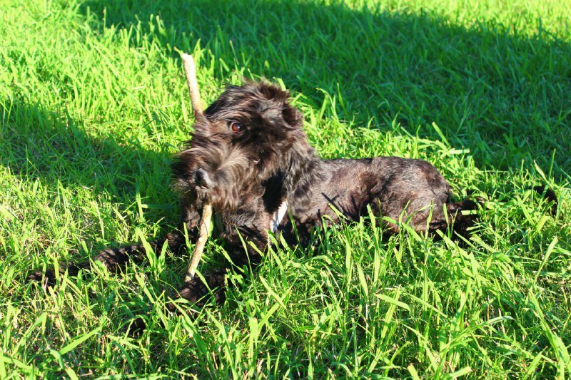 Щенок Боб ищет дом и любящих родителей 3