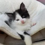 Два котёнка ищут дом 2