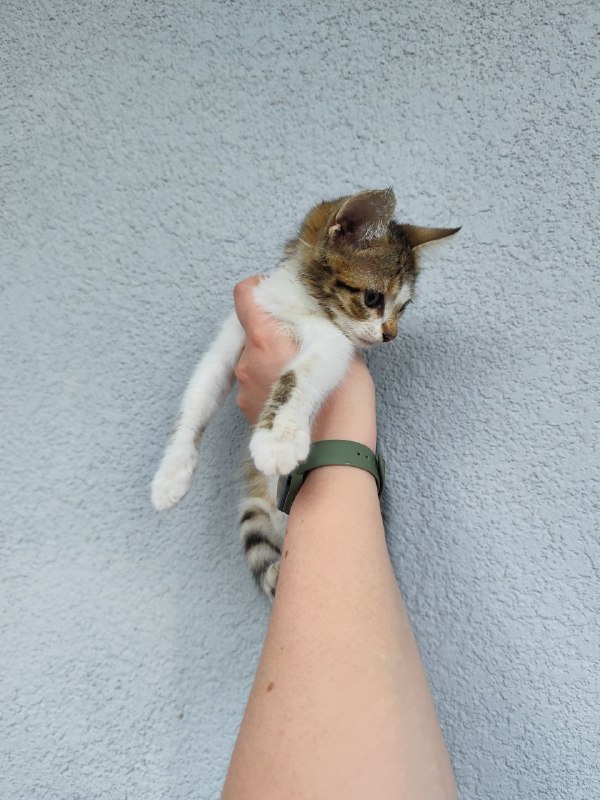 Киси и Твиши котята для дома 6