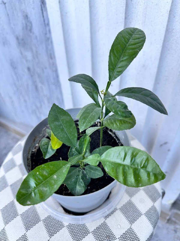 Комнатные растения: традесканция зебрина, кофе арабика, цитрусы, авокадо, цикламены, азалия розовая, мини-хризантемы 8