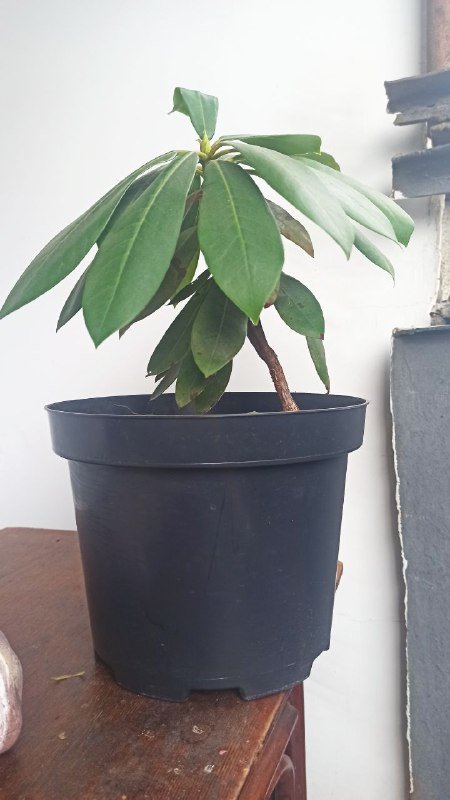 Ёлочка 25 см, герань 2 шт 12 см, цветочек 20 см