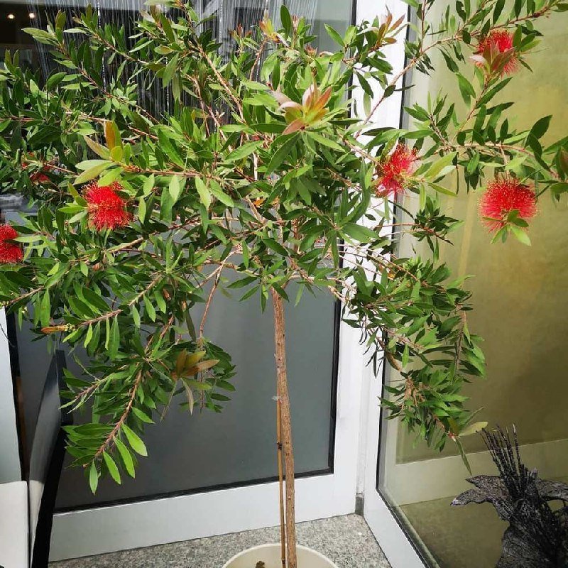 Каллистемон лимонный саженцы