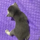 Шотландские котята 5