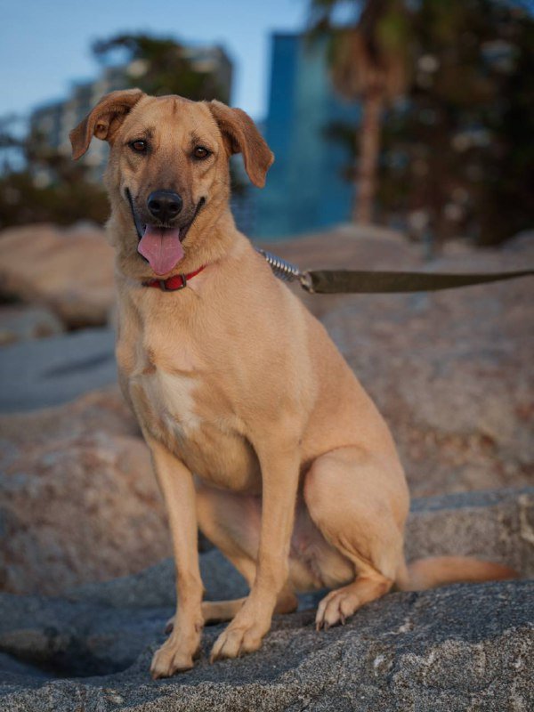 Собака Кали ищет дом 7