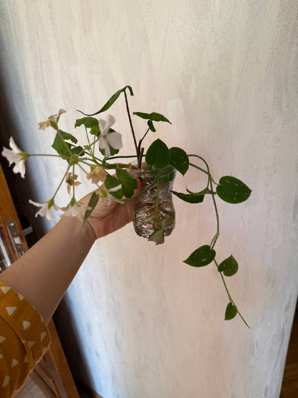 Домашние растения герань, сциндапсус, сингониум, бегония 2