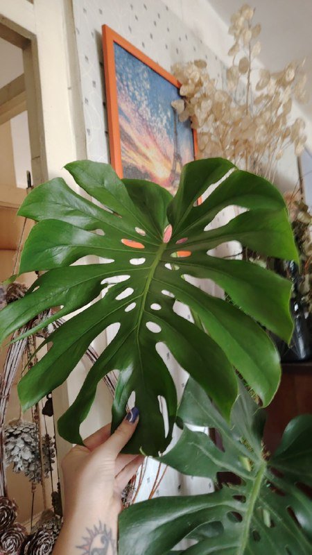 растение монстера высота 130 см 2