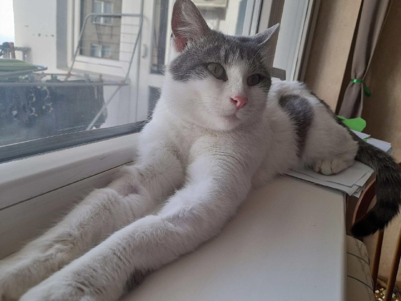 Кошка Мышка ищет дом 4