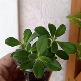Комнатные растения 7
