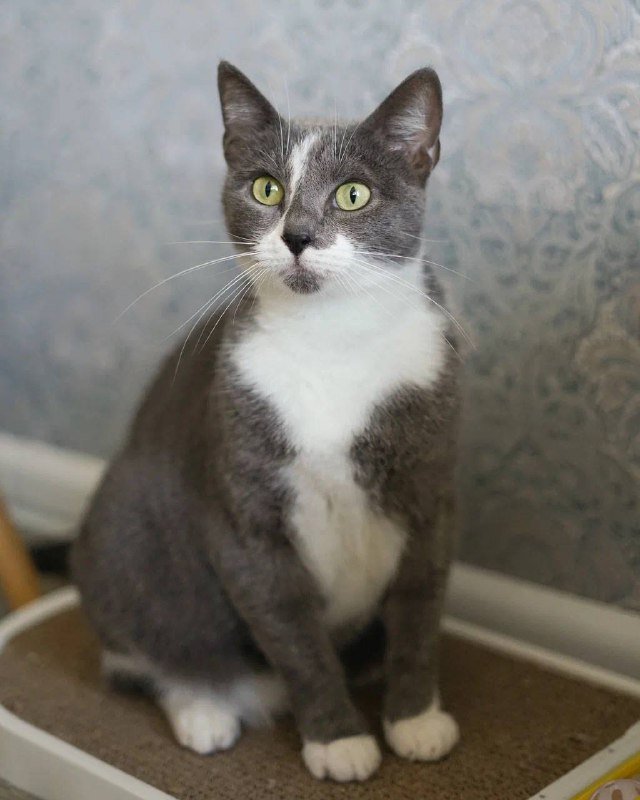 Кошечка Кассиопея для дома