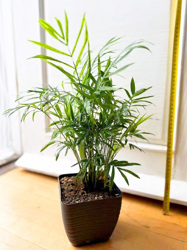 Цветы комнатные растения с горшками и кашпо 3