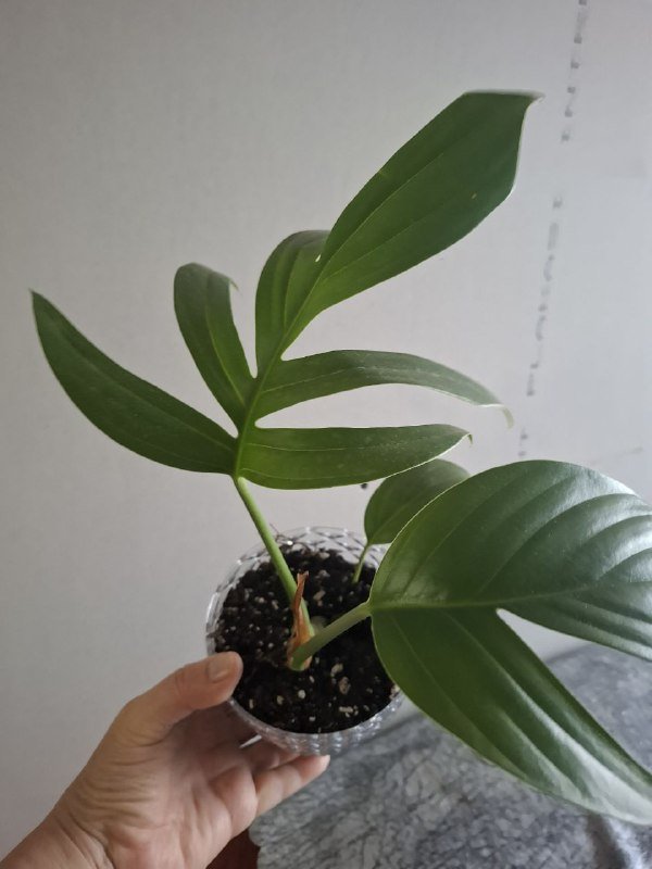 Монстеры разных размеров, рафидофора, папоротник, суккуленты, роули 7