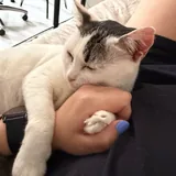 Кошка Минти 2