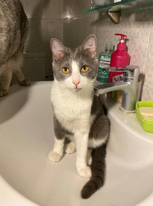 кот в поисках дома