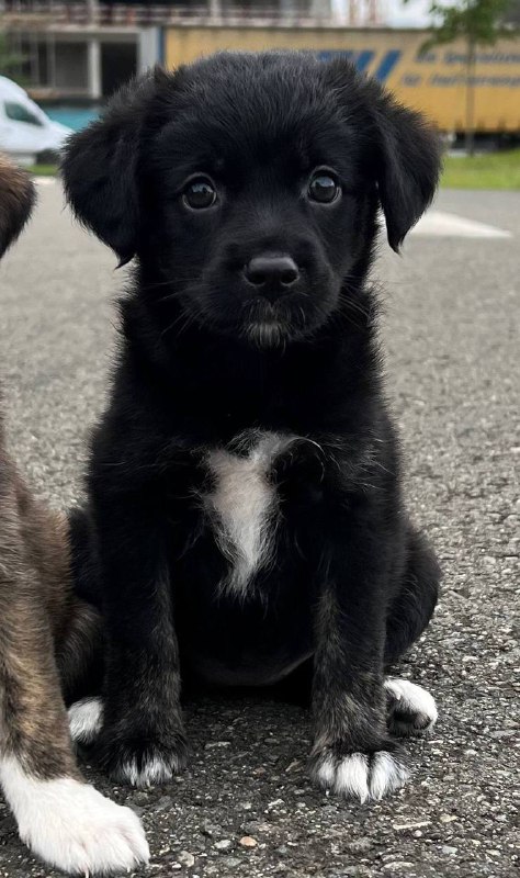 Щенки-девочки, 2 месяца, в ответственные руки 3