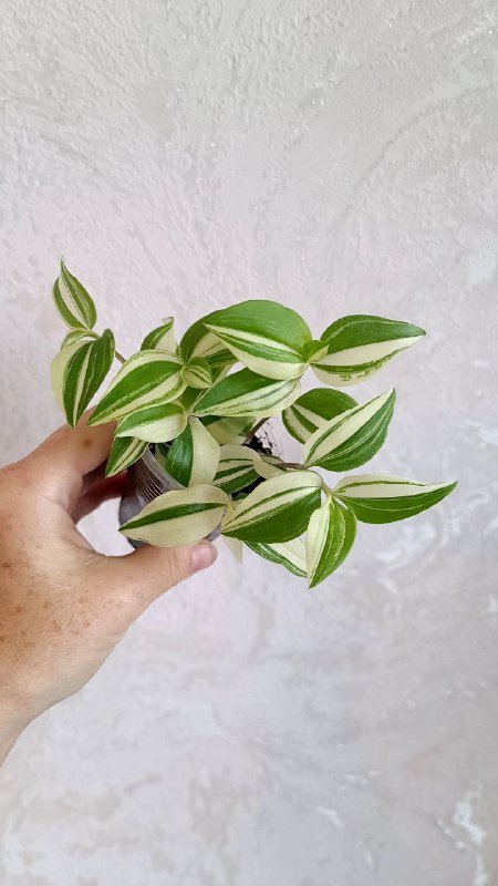 Гипоэстес розовый, Альтернатера, Традесканция Роза Триколор, Колеус Малифесента, Пилея Кадье, Традесканция Нанук, Альтернатера 2 черенка, Монстера Адансона 2 черенка 3