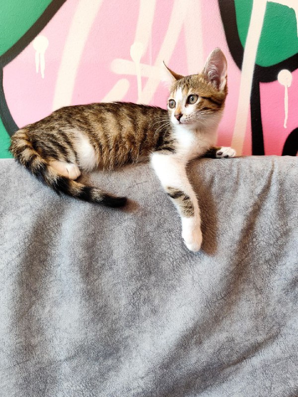 Котята Твиши и Киси