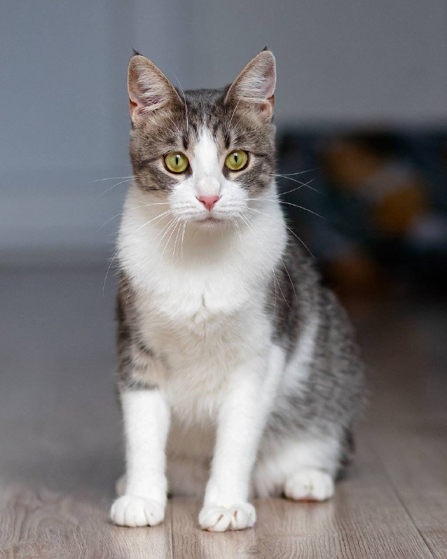 Кошка Гаечка для доброго дома 4